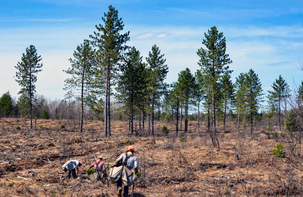 Michigan leads the nation with first carbon project on state forestland